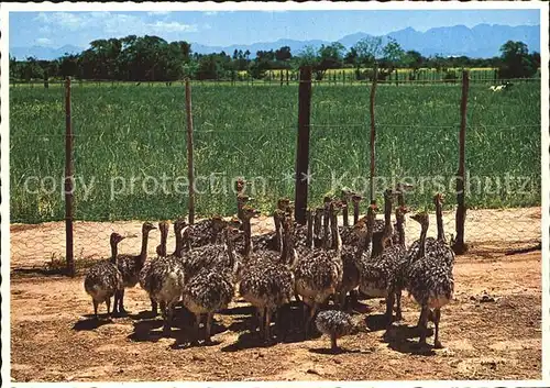 Voegel Strauss Ostrich chicks Oudtshoorn Kat. Tiere