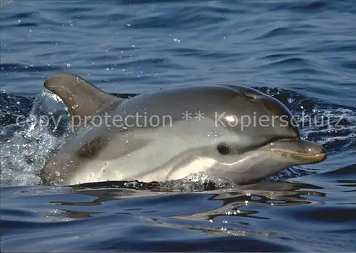 Delphine Blau Weisser Delphin Ocean Care Waedenswil Kat. Tiere