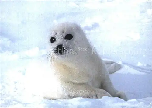 Robben Seehunde Sattelrobbe Ocean Care Waedenswil  Kat. Tiere