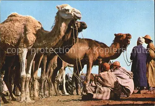 Kamele Maroc Chameaux  Kat. Tiere