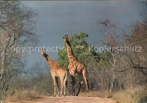 Giraffe Kruger National Park  Kat. Tiere