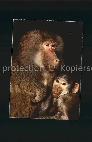 Affen Baboons African Fauna Babouins  Kat. Tiere