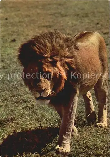 Loewe Lion African Fauna  Kat. Tiere