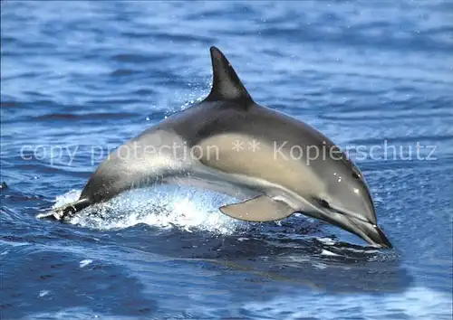 Delphine Ocean Care Waedenswil  Kat. Tiere