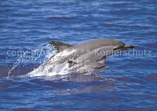 Delphine Mutter und Kalb Ocean Care Waedenswil  Kat. Tiere