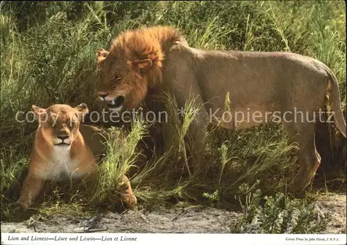Loewe Lion and Lioness Africa  Kat. Tiere