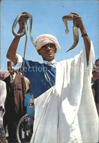 Schlangen Tiere Maroc Marokko Kat. Tiere