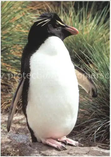Pinguin Rockhopper Penguin West Point Island  Kat. Tiere