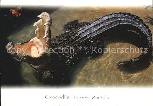 Krokodile Australia  Kat. Tiere