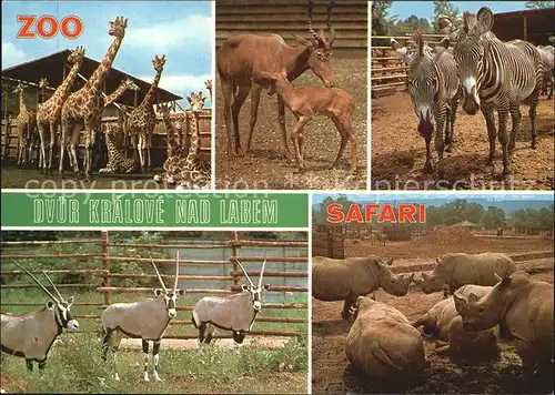 Zoo Dvur Kralove nad Labem Giraffe Zebra Nashorn  Kat. Tiere