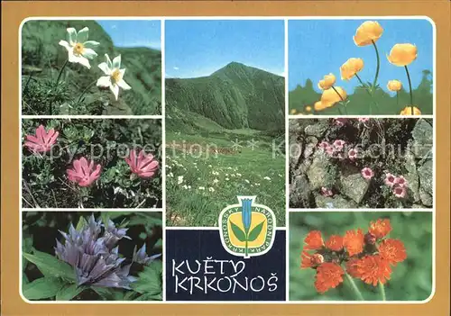 Blumen Kvety Krkonos Koniklec bily Prvosenka nejmensi Horec tolitovity Kat. Pflanzen