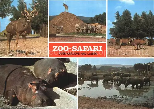 Zoo Safari Dvur Kralove nad Labem Antilope Nilpferd Nashorn Kat. Tiere