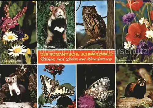 Schmetterlinge Apollo Schwalbenschwanz Feldhamster Uhu Iltis  Kat. Tiere