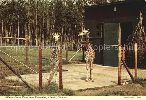 Giraffe Alberta Game Farm Canada  Kat. Tiere