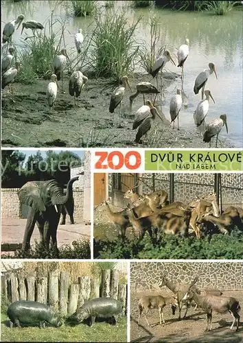 Zoo Safari Dvur Kralove nad Labem Elefant Antilope Nilpferd  Kat. Tiere