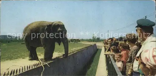 Elefant Katowice Chorzow Slaski Ogrod Zoologiczny Slon indyjski Kat. Tiere