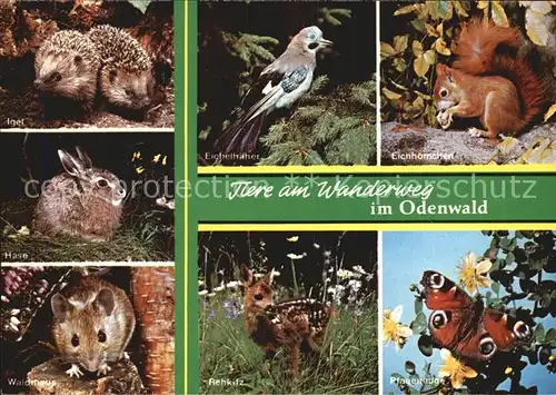 Tiere Wanderweg Odenwald Eichhoernchen Pfauenauge Rehkitz Hase Igel Kat. Tiere