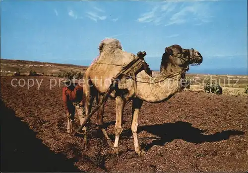 Kamele Pfluegen Pflug Camello arando Gran Canaria  Kat. Tiere
