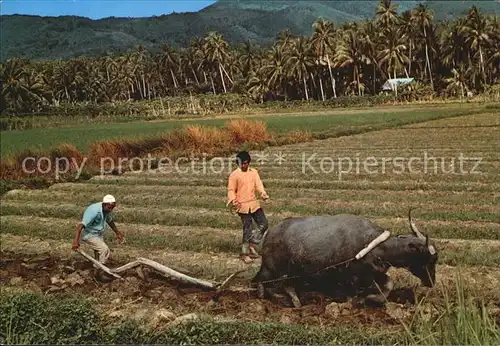 Landwirtschaft Pflug Malaysia   Kat. Landwirtschaft