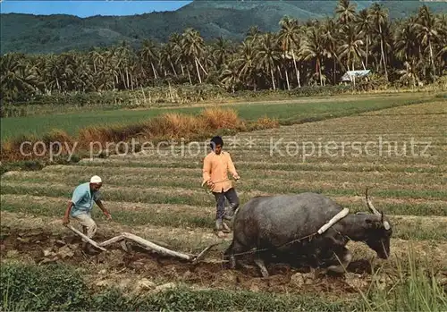 Landwirtschaft Pflug Ochse Malaysia Ploughing  Kat. Landwirtschaft