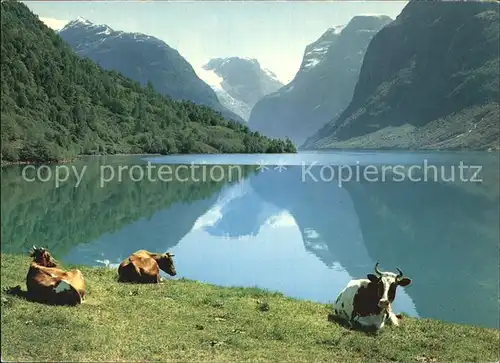 Kuehe Norwegen Lake Loen  Kat. Tiere