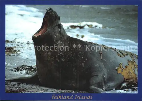 Seehunde Robben Moulting Sea Elephant Falkland Islands  Kat. Tiere