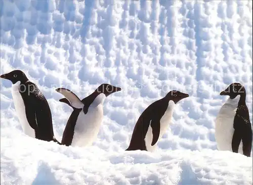 Pinguin Adelie Penguins  Kat. Tiere