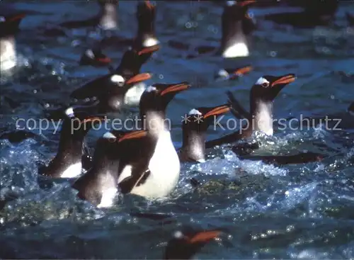 Pinguin Gentoo Penguins  Kat. Tiere