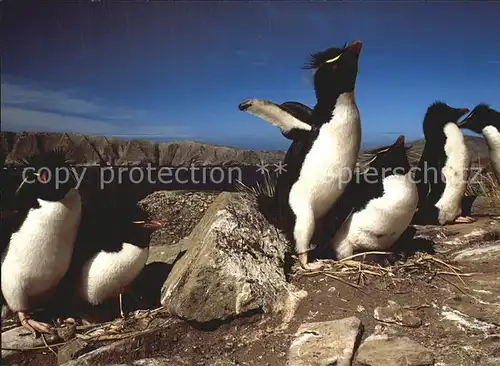 Pinguin Rockhopper Penguins New Island North Falkland Islands  Kat. Tiere