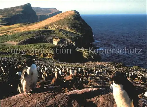 Pinguin Rockhopper Penguins King Shags Settlement Colony New Island  Kat. Tiere