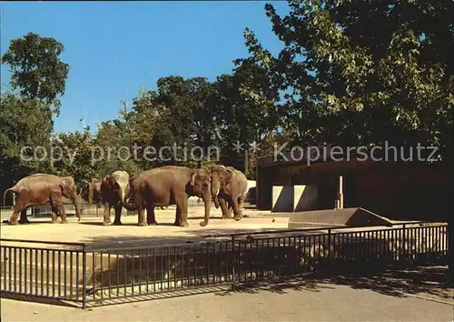 Elefant Hannover Zoo  Kat. Tiere
