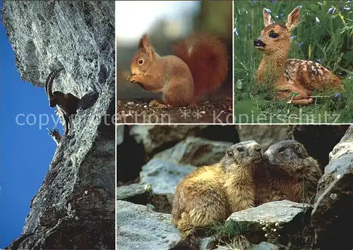 Tiere Alpentiere Steinbock Rehkitz Murmeltier Eichhoernchen  Kat. Tiere