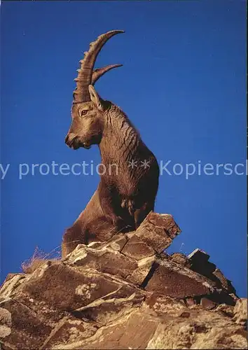 Steinbock Bouquetin Ibex  Kat. Tiere