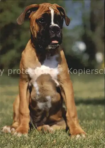 Hunde Boxer  Kat. Tiere