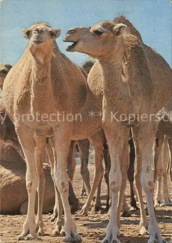 Kamele Tunesien  Kat. Tiere