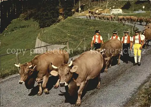 Kuehe Alpfahrt Schwaegalp Kat. Tiere