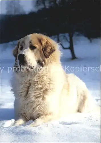 Hunde Pyrenaeen Berghund  Kat. Tiere