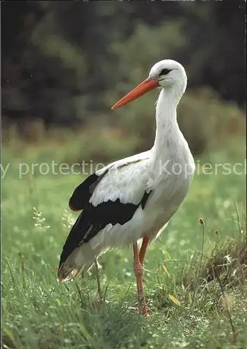 Storch Weissstorch White Stork  Kat. Tiere