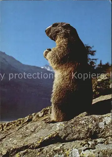 Murmeltier Marmot  Kat. Tiere