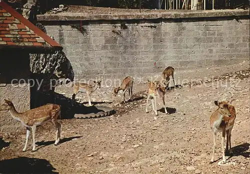 Reh Rehkitze Zoo de la Citadelle Besancon Doubs Kat. Tiere