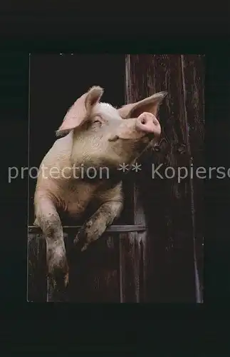 Schweine Hausschwein Porc Pig  Kat. Tiere