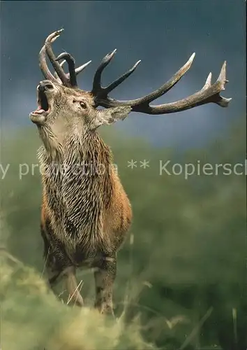 Hirsch Rothirsch Cerf Stag  Kat. Tiere