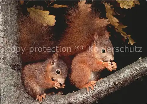 Eichhoernchen Ecureuils Squirrels  Kat. Tiere