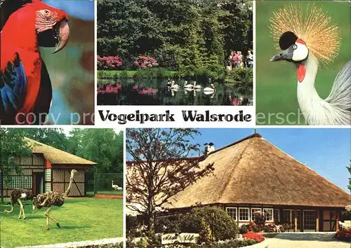 Voegel Vogelpark Walsrode Papagei Strauss  Kat. Tiere