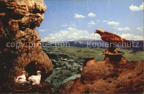Adler Golden Eagle and its Young  Kat. Tiere
