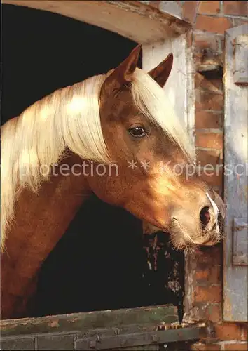 Pferde Welsh Pony  Kat. Tiere