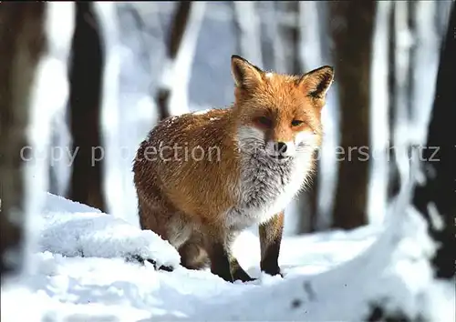 Fuchs Tiere Renard Fox  Kat. Tiere