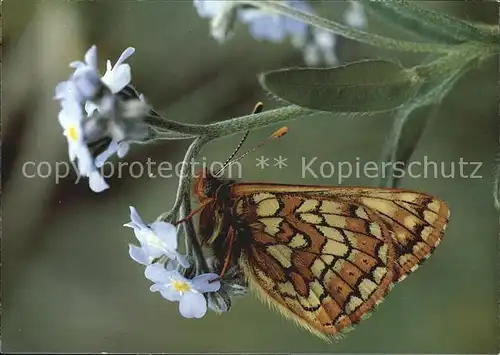 Schmetterlinge Veilchen Scheckenfalter Euphydryas cynthia Kat. Tiere