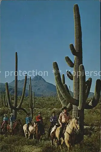 Kakteen Giant Sahuaros Wild Horse Ranch Club Tucson Arizona Kat. Pflanzen