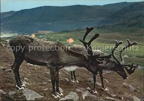 Rentier Norway Reindeer at Skarsvag Kat. Tiere